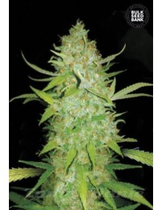 BULK SEED BANK - Auto AK - 1