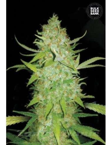 BULK SEED BANK - Auto AK - 1