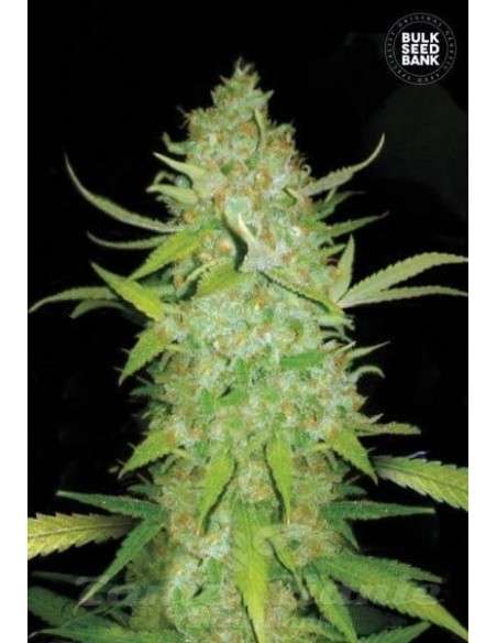 BULK SEED BANK - Auto AK - 1