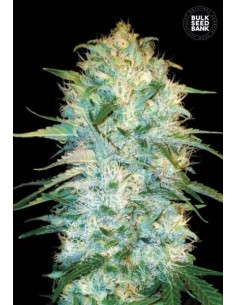 BULK SEED BANK - Auto Amnesia Platinum - 1