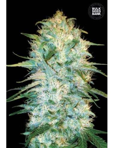 BULK SEED BANK - Auto Amnesia Platinum - 1