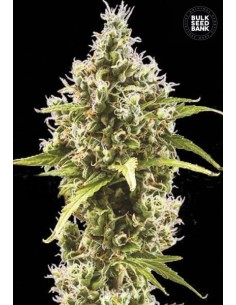 BULK SEED BANK - Auto Amnesia Haze - 1