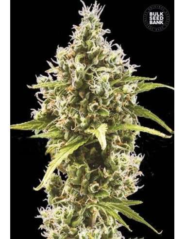 BULK SEED BANK - Auto Amnesia Haze - 1