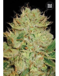 BULK SEED BANK - Auto Bigger Bud - 1