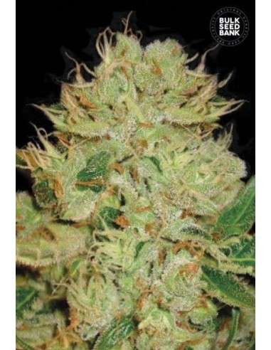 BULK SEED BANK - Auto Bigger Bud - 1