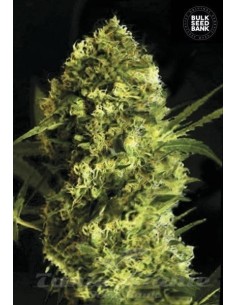 BULK SEED BANK - Auto Devil's Kiss - 1