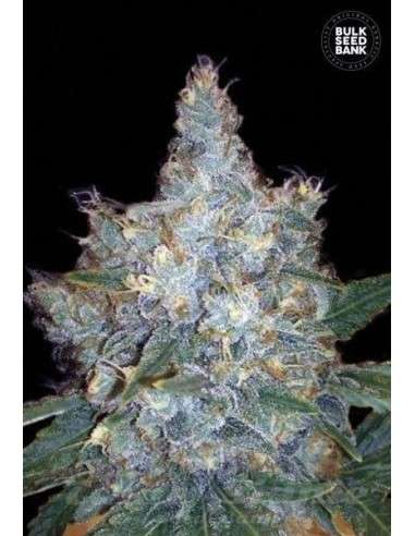BULK SEED BANK - Auto Blueberry Berry - 1