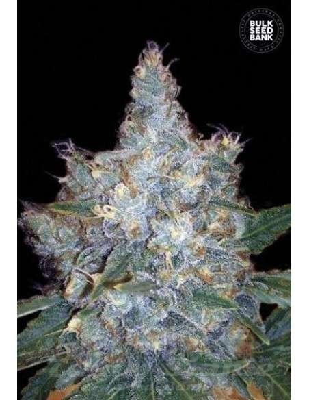 BULK SEED BANK - Auto Blueberry Berry - 1