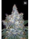 BULK SEED BANK - Auto Blueberry Berry - 1
