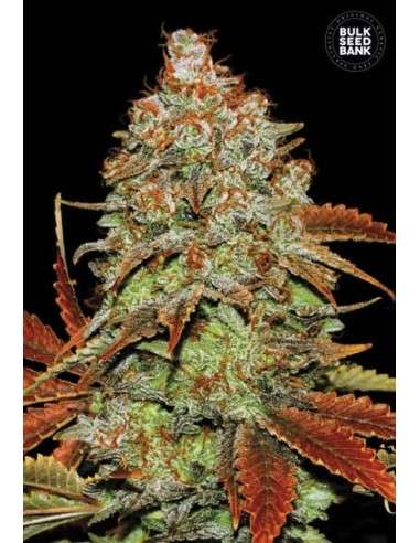BULK SEED BANK - Auto Bubblegum Extra - 1