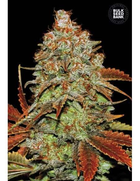 BULK SEED BANK - Auto Bubblegum Extra - 1