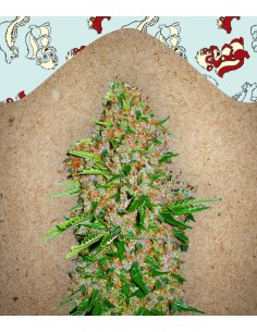 FEMALE SEEDS - Skunk Special - 1 2