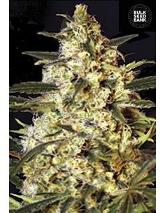 BULK SEED BANK - Auto Caramel King - 1
