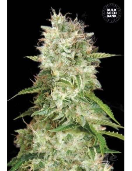 BULK SEED BANK - Auto Cheese - 1