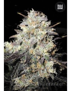 BULK SEED BANK - Auto Cocopopo - 1