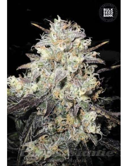 BULK SEED BANK - Auto Cocopopo - 1