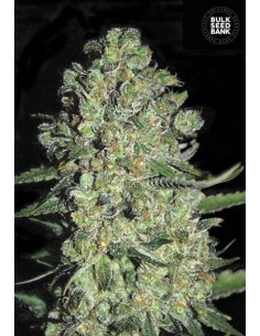 BULK SEED BANK - Auto Chronical - 1