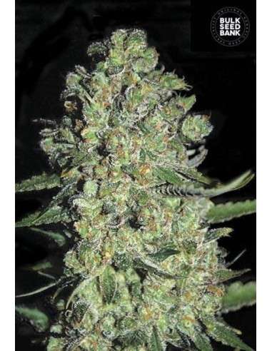 BULK SEED BANK - Auto Chronical - 1