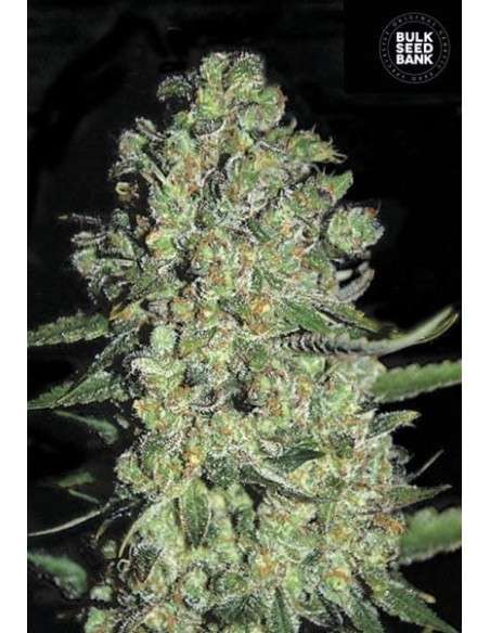 BULK SEED BANK - Auto Chronical - 1
