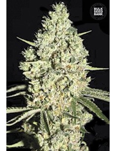 BULK SEED BANK - Auto Critical - 1