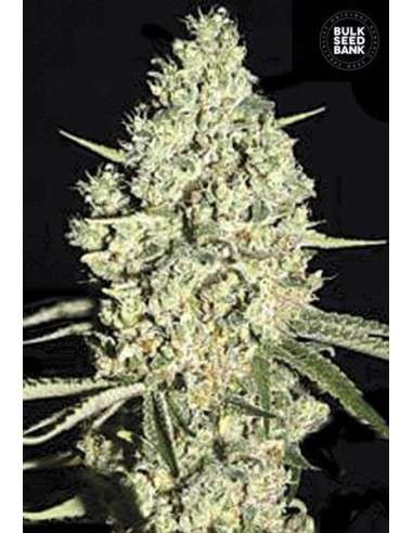 BULK SEED BANK - Auto Critical - 1