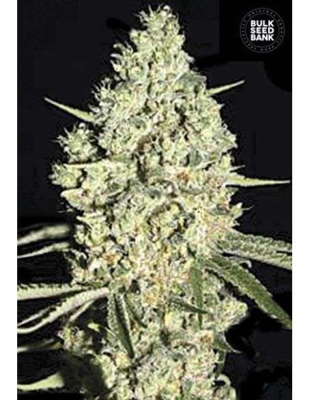 BULK SEED BANK - Auto Critical - 1