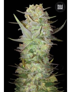 BULK SEED BANK - Auto Dubai Poison - 1