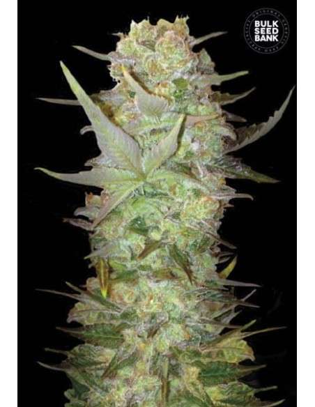 BULK SEED BANK - Auto Dubai Poison - 1
