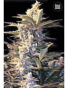 BULK SEED BANK - Auto East Ryder - 1
