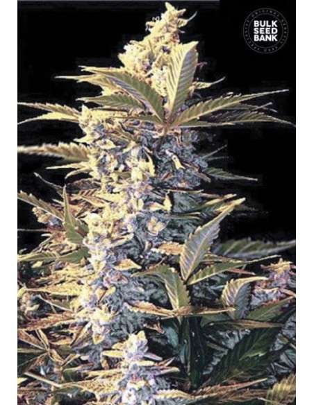 BULK SEED BANK - Auto East Ryder - 1