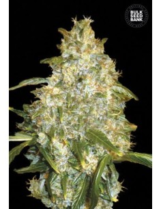 BULK SEED BANK - Auto Good Wild Shark - 1