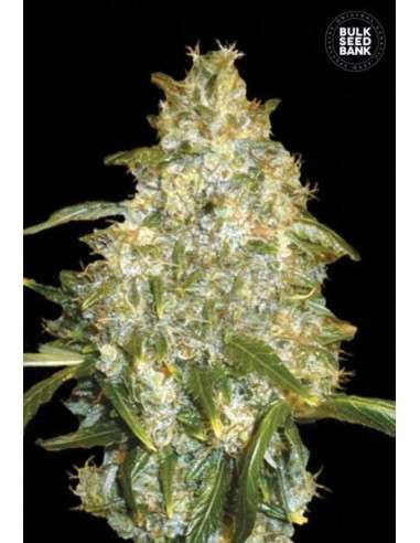 BULK SEED BANK - Auto Good Wild Shark - 1