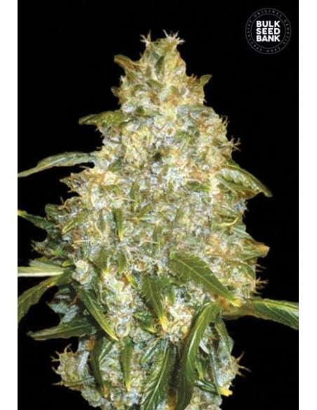 BULK SEED BANK - Auto Good Wild Shark - 1