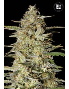 BULK SEED BANK - Auto Hindu Kush - 1