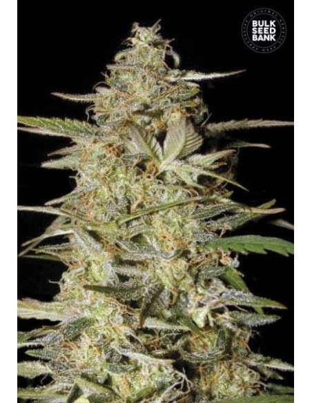 BULK SEED BANK - Auto Hindu Kush - 1