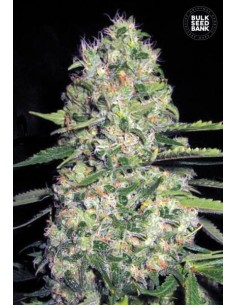 BULK SEED BANK - Auto Jack Hair - 1