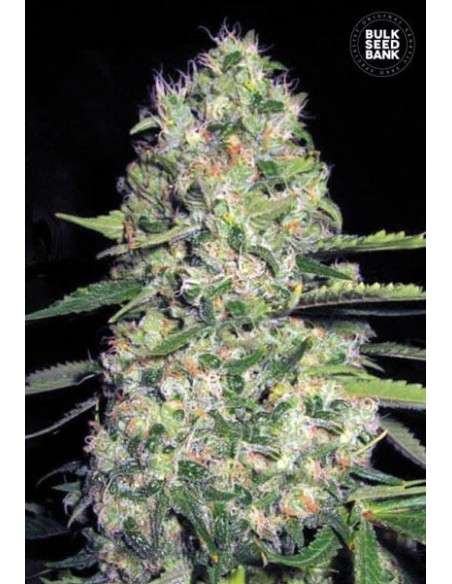 BULK SEED BANK - Auto Jack Hair - 1