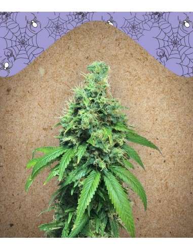 FEMALE SEEDS - White Widow x Big Bud - 1