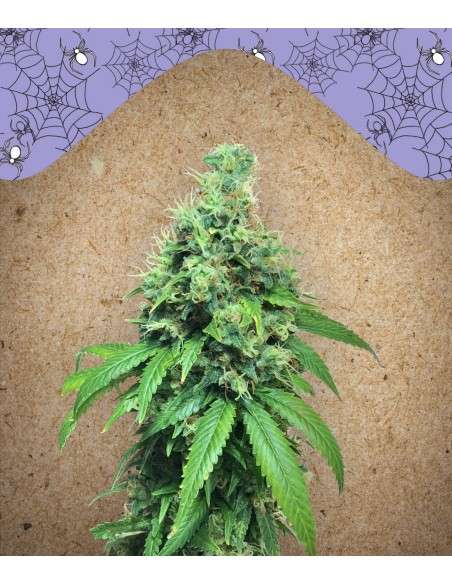 FEMALE SEEDS - White Widow x Big Bud - 1