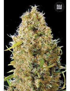 BULK SEED BANK - Auto Kali's Mistery - 1