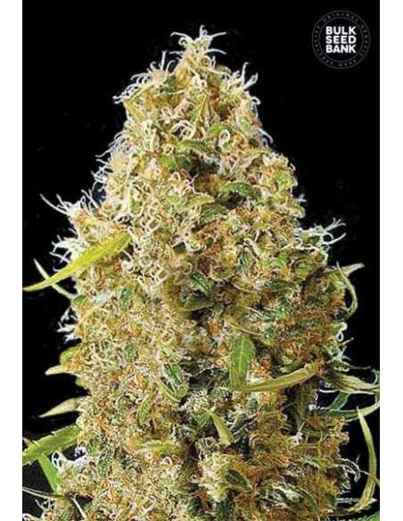 BULK SEED BANK - Auto Kali's Mistery - 1