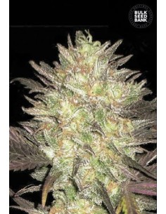 BULK SEED BANK - Auto Lavender Best - 1