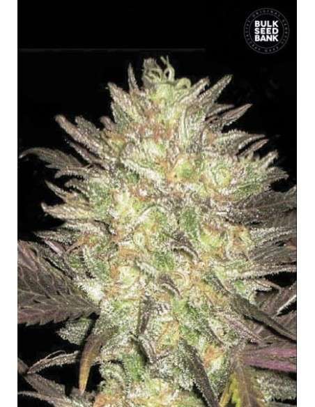 BULK SEED BANK - Auto Lavender Best - 1