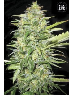 BULK SEED BANK - Auto Lime Skunk - 1