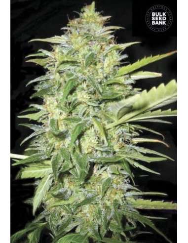 BULK SEED BANK - Auto Lime Skunk - 1