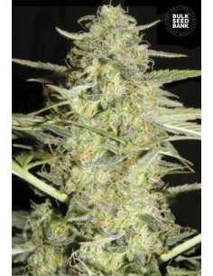 BULK SEED BANK - Auto Loveryder - 1