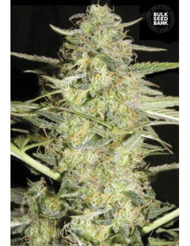 BULK SEED BANK - Auto Loveryder - 1