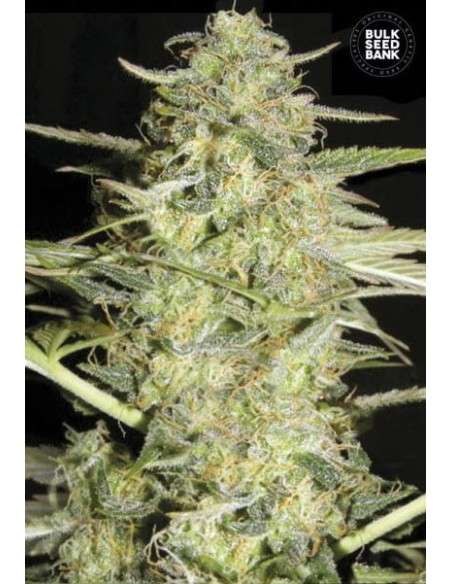 BULK SEED BANK - Auto Loveryder - 1