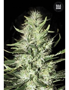 BULK SEED BANK - Auto Mazar Extra - 1
