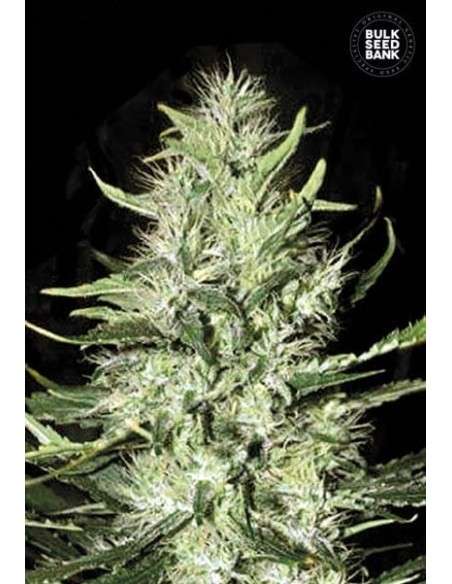 BULK SEED BANK - Auto Mazar Extra - 1